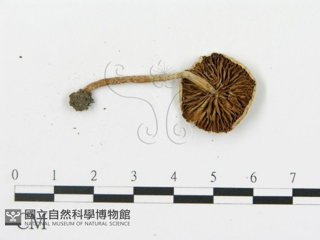 登錄號:F0014458藏品圖，第1張