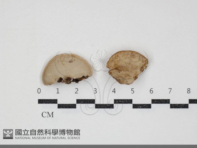 登錄號:F0034458藏品圖，第1張