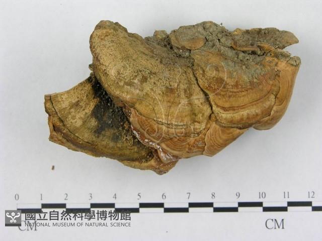 登錄號:F0002458藏品圖，第1張