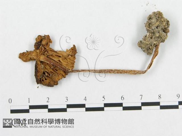 登錄號:F0012458藏品圖，第1張