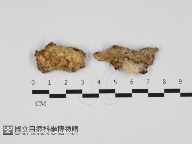 栓菌屬藏品圖，第1張