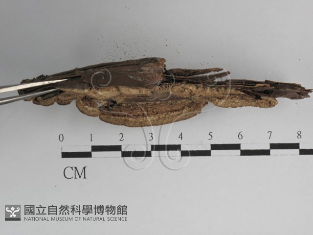 登錄號:F0027458藏品圖，第1張