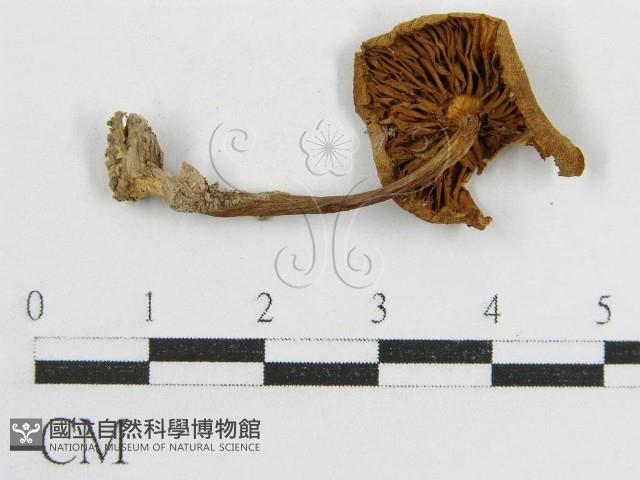 登錄號:F0007458藏品圖，第1張