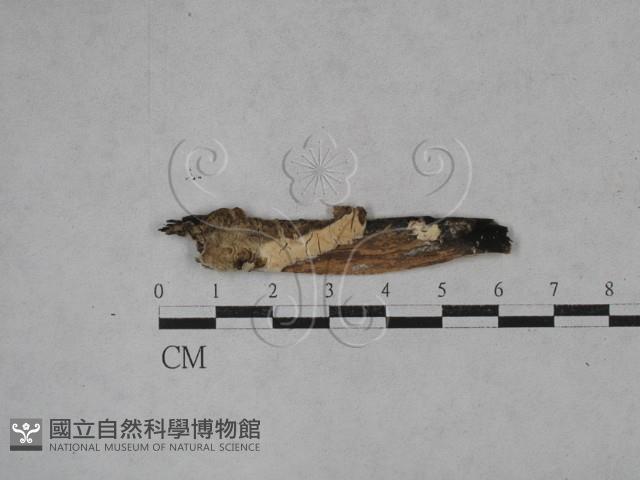 登錄號:F0025458藏品圖，第1張