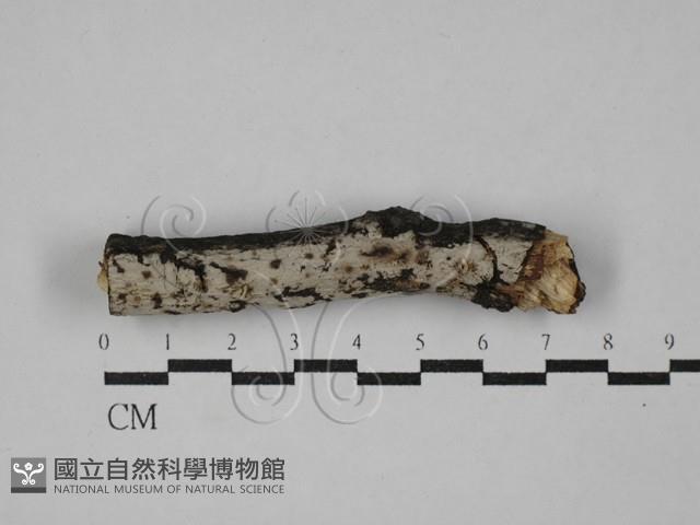 登錄號:F0029458藏品圖，第1張