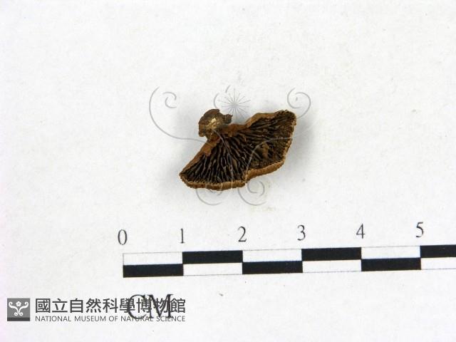 登錄號:F0009458藏品圖，第1張