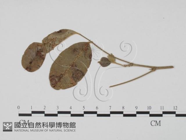 登錄號:F0019458藏品圖，第1張