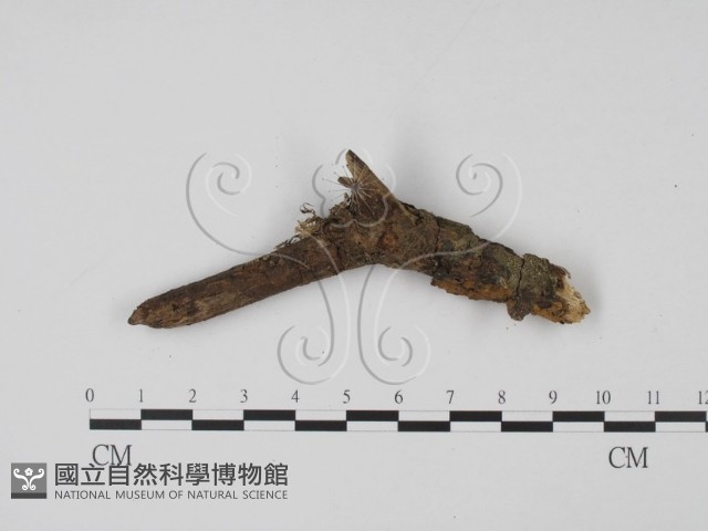 登錄號:F0003458藏品圖，第1張
