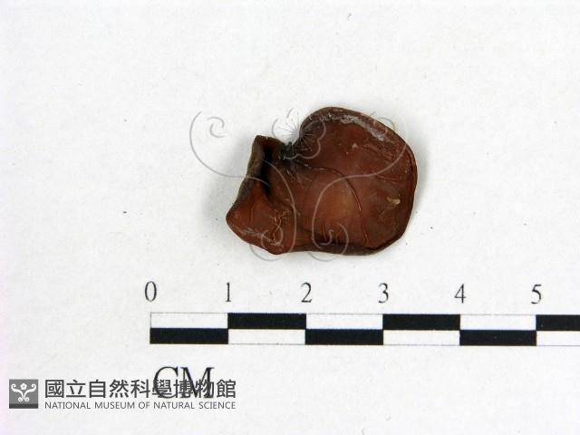 木耳屬藏品圖，第1張