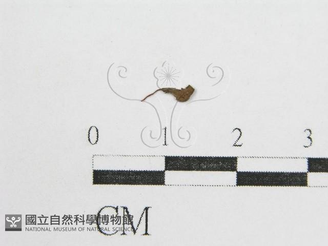 鬼傘屬藏品圖，第1張