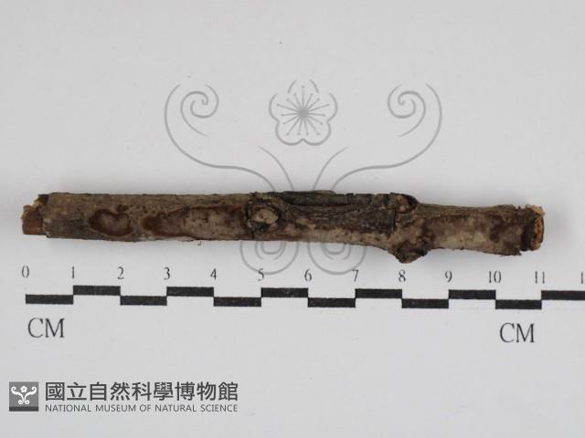 登錄號:F0030758藏品圖，第1張