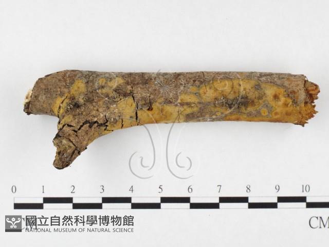 登錄號:F0026758藏品圖，第1張