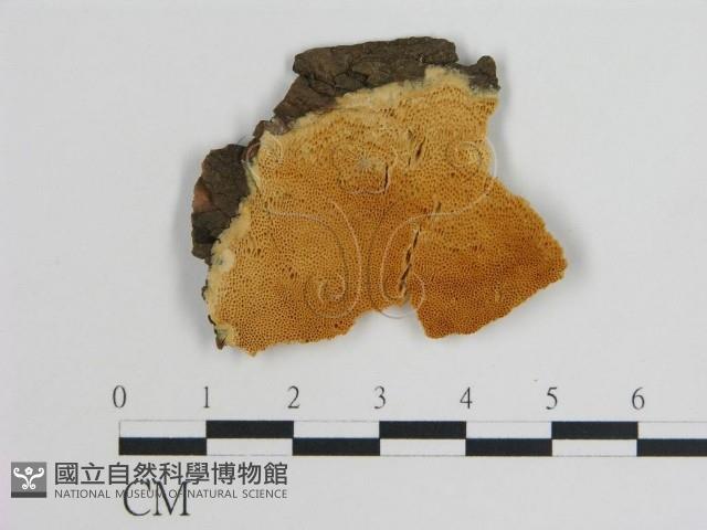 登錄號:F0006758藏品圖，第1張