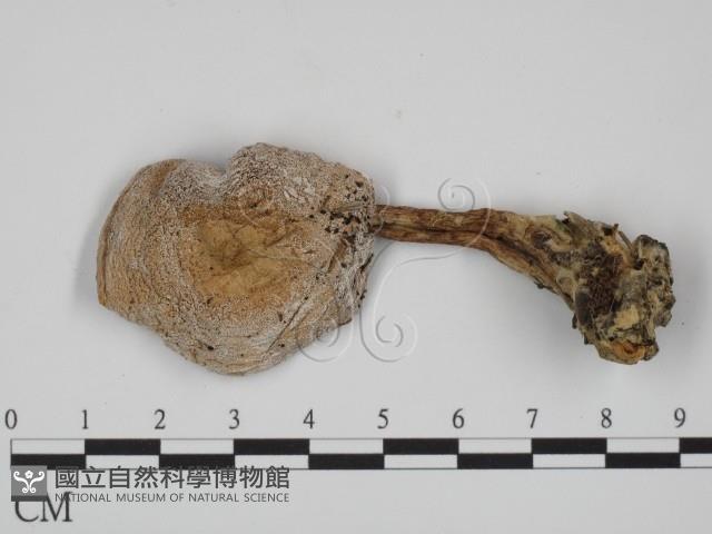 登錄號:F0001758藏品圖，第1張
