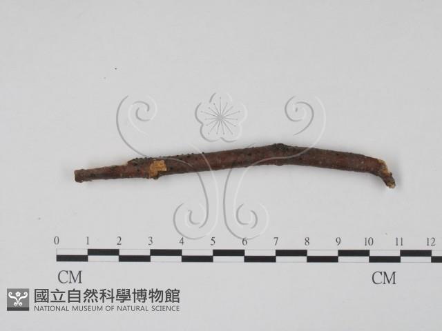 登錄號:F0011758藏品圖，第1張