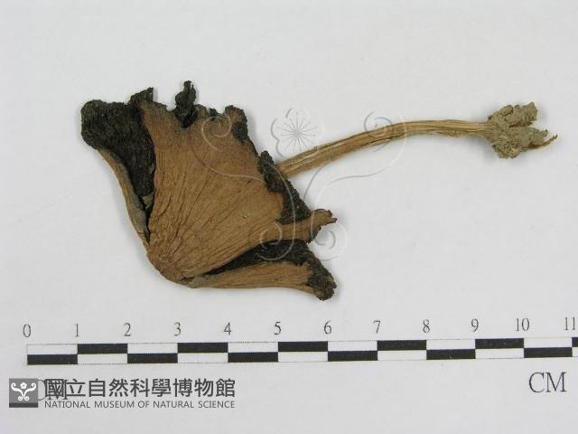 登錄號:F0004758藏品圖，第1張