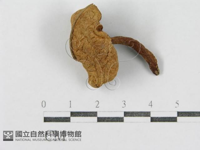 登錄號:F0012758藏品圖，第1張
