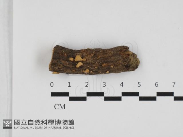 登錄號:F0032758藏品圖，第1張