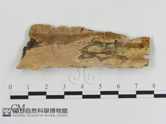 登錄號:F0007758藏品圖，第1張