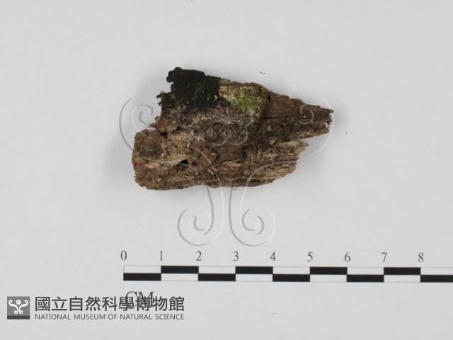 登錄號:F0025758藏品圖，第1張