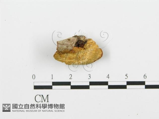 登錄號:F0005758藏品圖，第1張