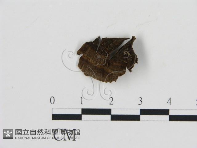 登錄號:F0009758藏品圖，第1張