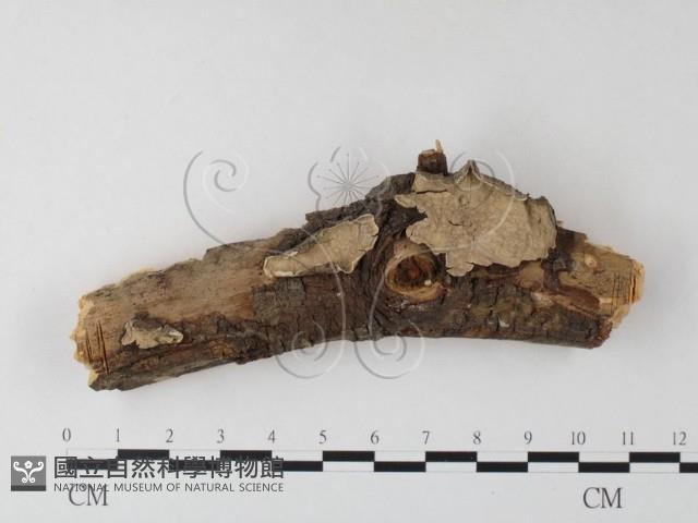 Accession Number:F0023758 Collection Image, Figure 1, Total 3 Figures