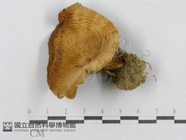 登錄號:F0003758藏品圖，第1張