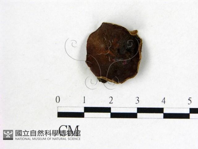 毛木耳藏品圖，第1張