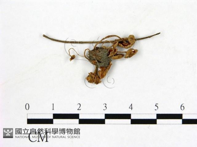 登錄號:F0008558藏品圖，第1張