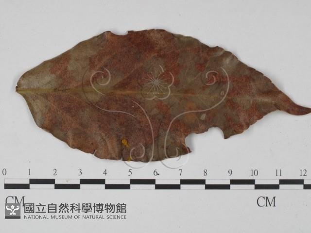 登錄號:F0000558藏品圖，第1張