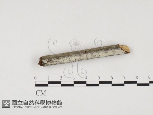 冇骨消絲齒菌藏品圖，第1張