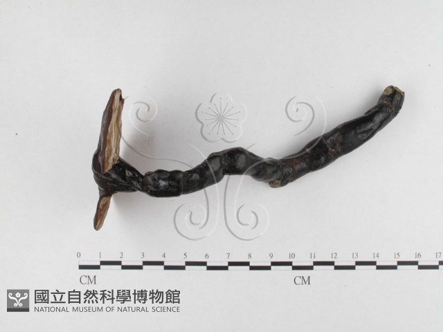 靈芝屬藏品圖，第1張