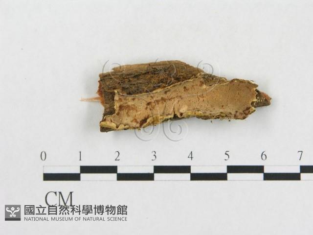 登錄號:F0006558藏品圖，第1張