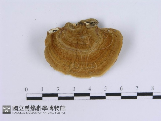 蠔韌革菌藏品圖，第1張