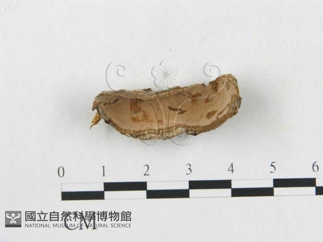 硬孔菌屬藏品圖，第1張