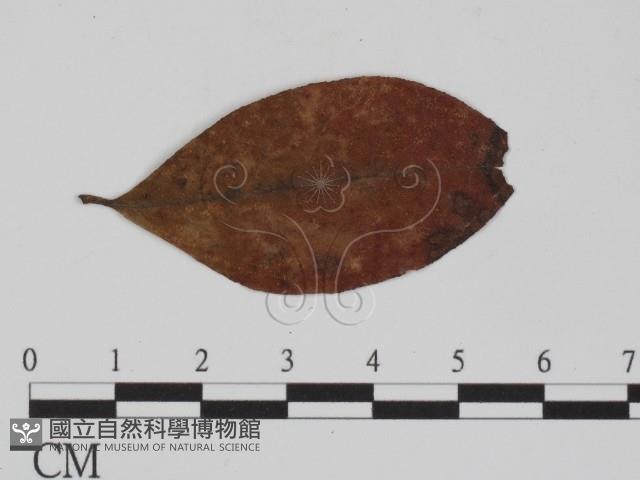登錄號:F0011558藏品圖，第1張