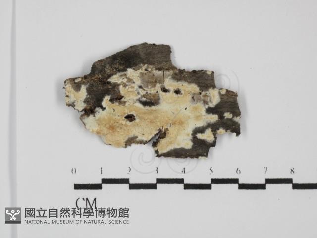 登錄號:F0031558藏品圖，第1張