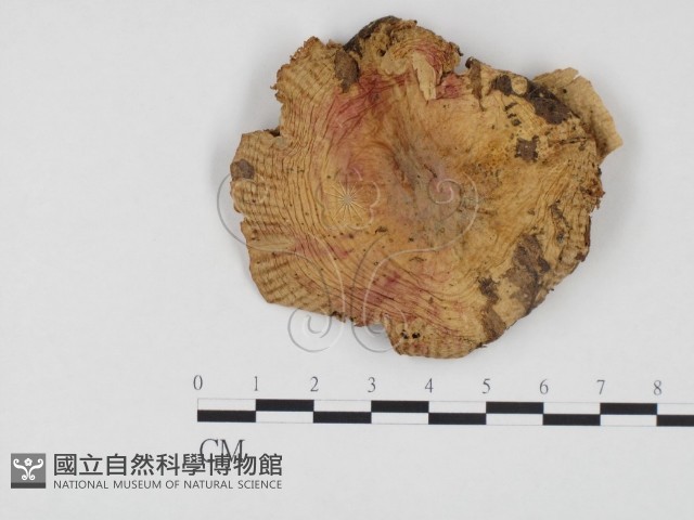 登錄號:F0024558藏品圖，第1張
