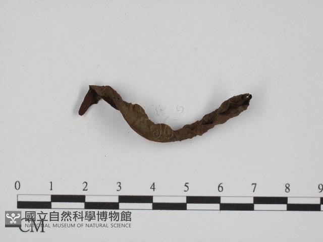 黑粉菌屬藏品圖，第1張