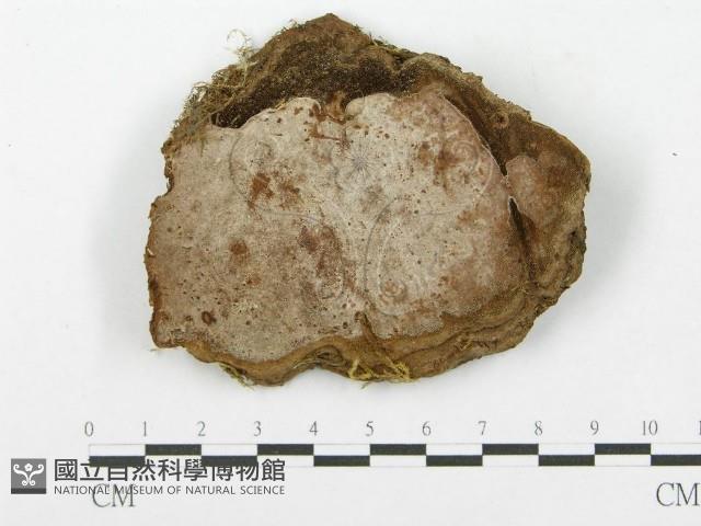 登錄號:F0014558藏品圖，第1張