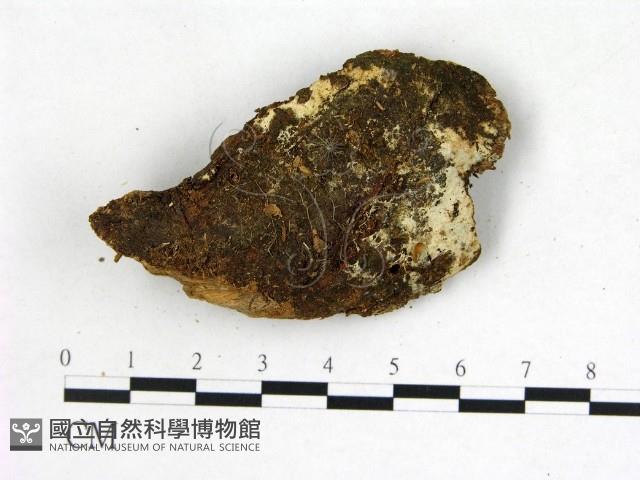 登錄號:F0022558藏品圖，第1張