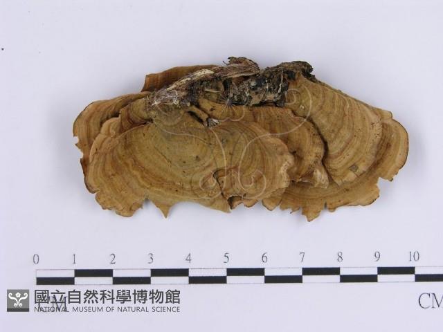 韌革菌屬藏品圖，第1張