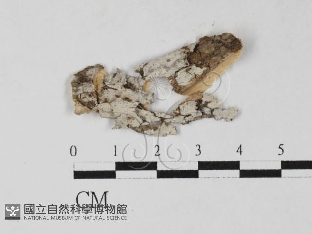 登錄號:F0027558藏品圖，第1張