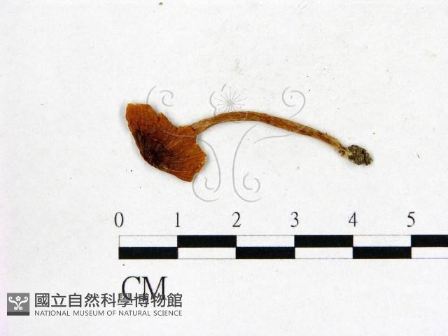 登錄號:F0005558藏品圖，第1張