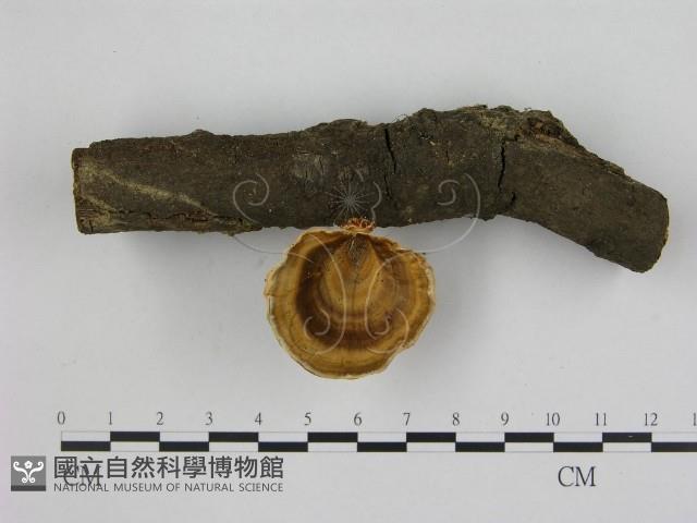 相鄰小孔菌藏品圖，第1張