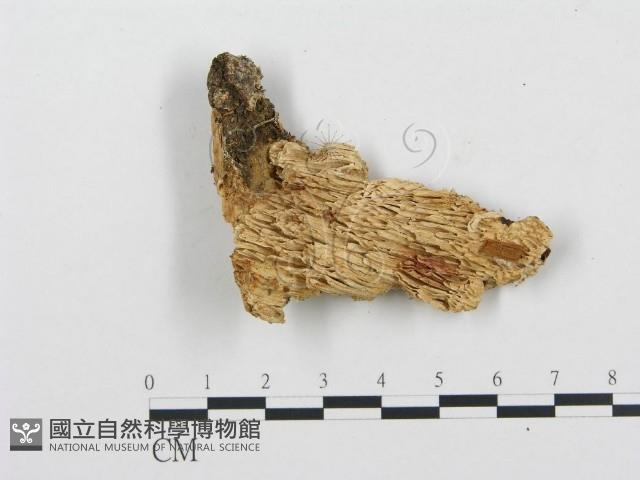登錄號:F0009558藏品圖，第1張