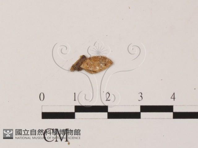 登錄號:F0019558藏品圖，第1張