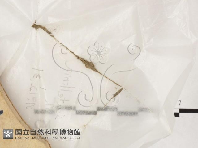 登錄號:F0023558藏品圖，第1張