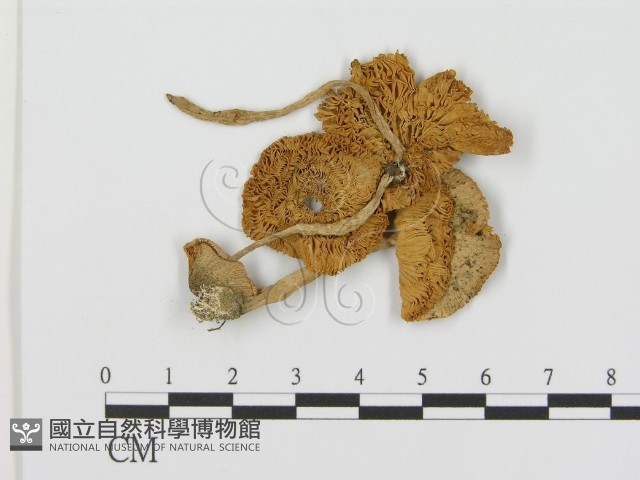 登錄號:F0003558藏品圖，第1張